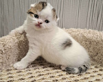 Кошки в Ярославле: Шотландский вислоухий короткошерстный мальчик Мальчик, 30 000 руб. - фото 1