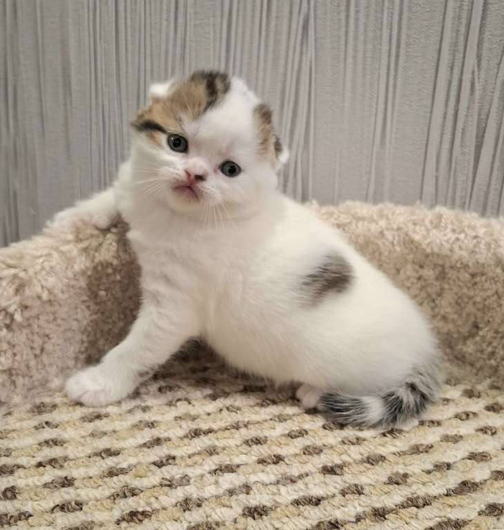 Кошки в Ярославле: Шотландский вислоухий короткошерстный мальчик Мальчик, 30 000 руб. - фото 1