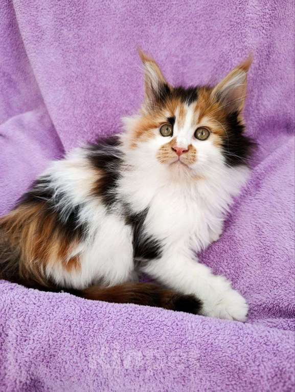 Кошки в Москве: Хонда Девочка, 75 000 руб. - фото 6