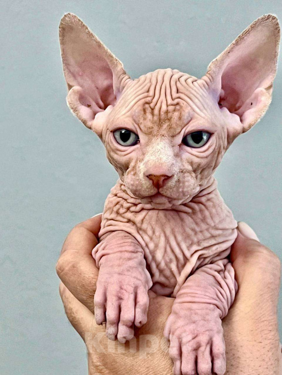 Кошки в Москве: Канадский сфинкс Мальчик, 75 000 руб. - фото 2