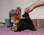 Собаки в Королеве: Йорк мини девочка Девочка, 90 000 руб. - фото 4