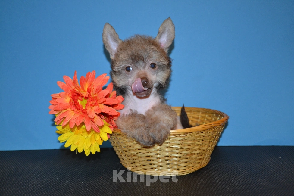 Собаки в Москве: Щенки китайской хохлатой собаки  Мальчик, 15 000 руб. - фото 3