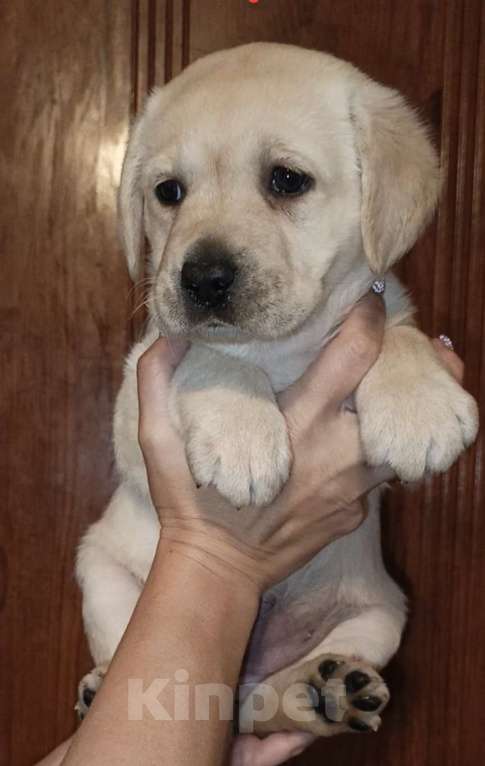 Собаки в Воронеже: Девочка Лабрадора документы РКФ Девочка, 50 000 руб. - фото 1