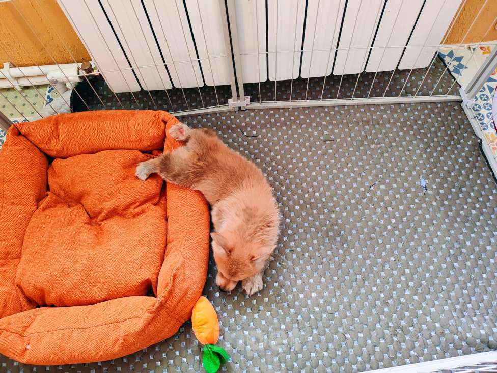 Собаки в Москве: Щенки вельш корги пемброк Девочка, 30 000 руб. - фото 7