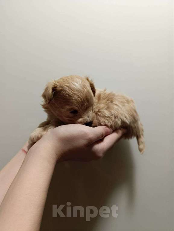 Собаки в Новосибирске: Девочка - стесняшка Девочка, 100 000 руб. - фото 5