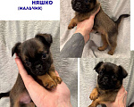 Собаки в Москве: Няшко Мальчик, 45 000 руб. - фото 1