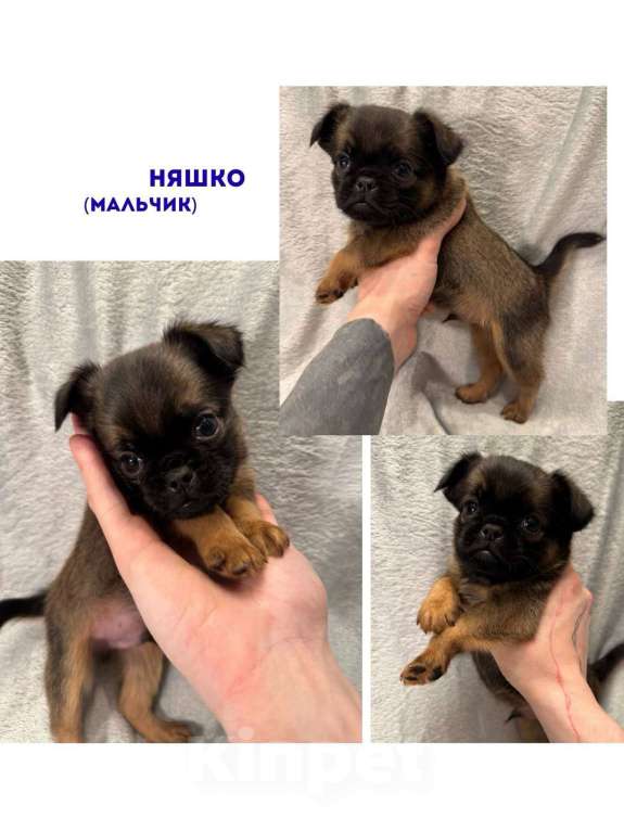 Собаки в Москве: Няшко Мальчик, 45 000 руб. - фото 1