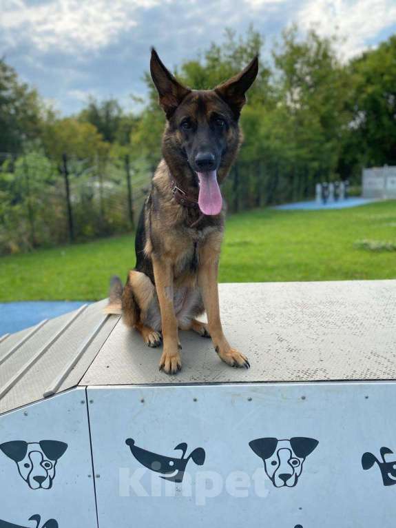 Собаки в Москве: Очаровательная собака в добрые руки Девочка, Бесплатно - фото 3