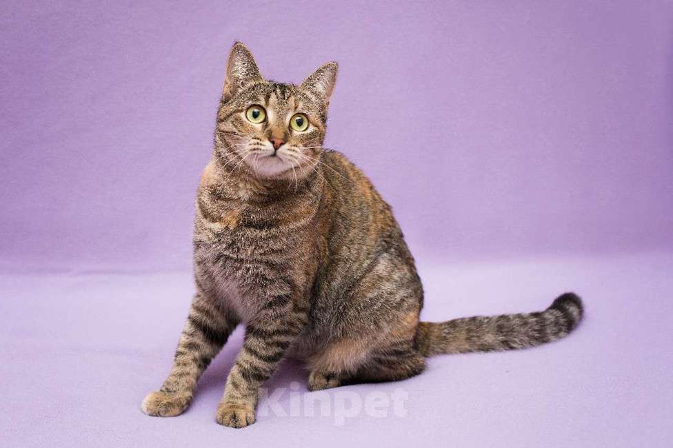 Кошки в Москве: Разноцветная полосатая Линда. Кошка в добрые руки. Девочка, Бесплатно - фото 4