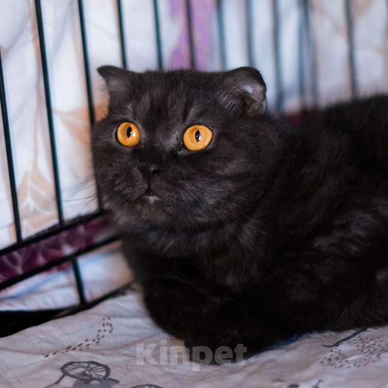 Кошки в Санкт-Петербурге: Лилу из приюта в добрые руки Девочка, Бесплатно - фото 2