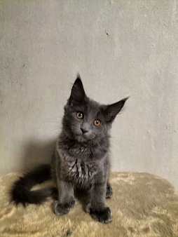 Котята мейкуны полидакты