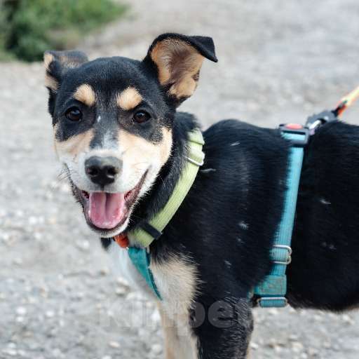 Собаки в Москве: Вива, веселая и активная, ищет дом! Девочка, 100 руб. - фото 3