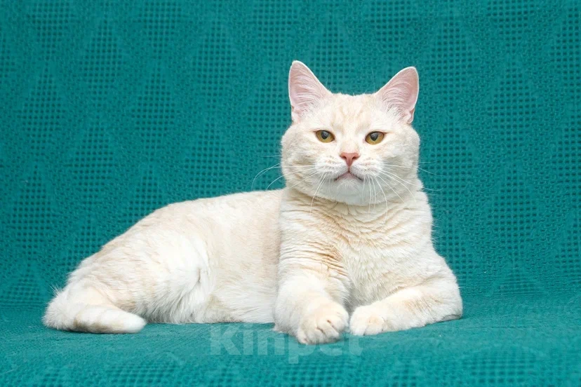 Кошки в Реутове: Взрослый кот в добрые руки Мальчик, Бесплатно - фото 3