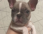 Собаки в Белокурихе: Щенок французского бульдога, девочка Девочка, Бесплатно - фото 2