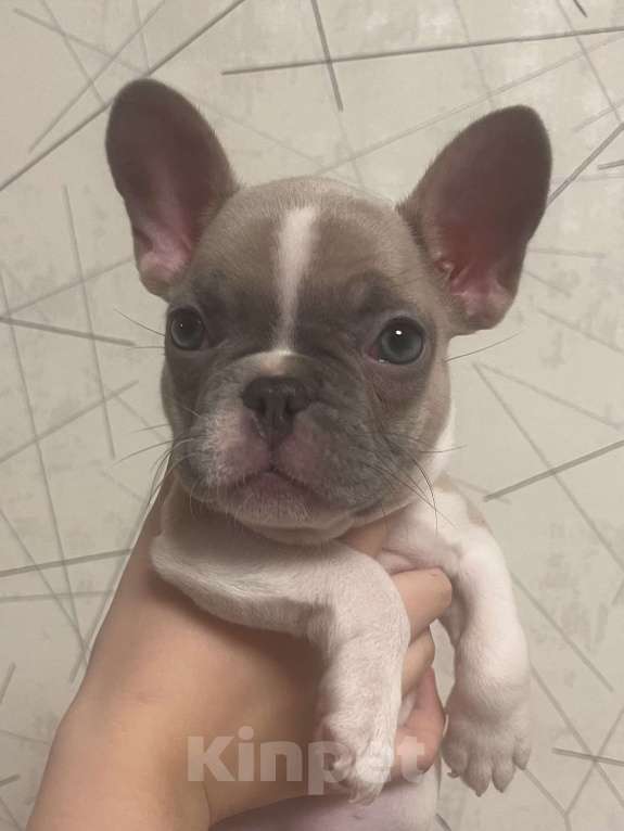 Собаки в Белокурихе: Щенок французского бульдога, девочка Девочка, Бесплатно - фото 2