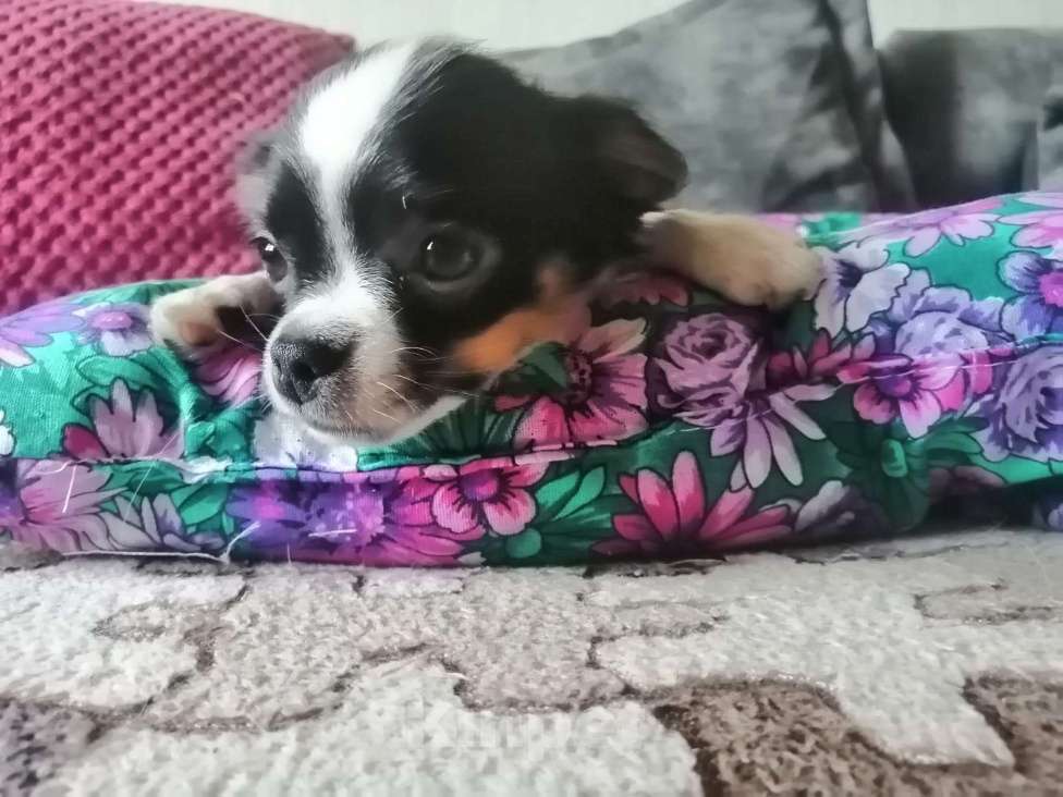 Собаки в Краснодаре: Чишка мальчик  Мальчик, 15 000 руб. - фото 4