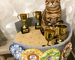 Кошки в Симферополе: Продаются бенгальские котята, 30 000 руб. - фото 9
