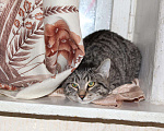 Кошки в Колпашево: Тигровый котенок, мальчик Мальчик, 100 руб. - фото 2
