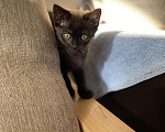 Кошки в Малмыже: Котята полупородистые в добрые руки, 1 руб. - фото 2