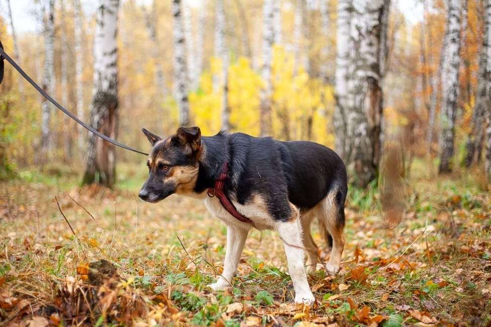 Собаки в Москве: Сью Девочка, Бесплатно - фото 6
