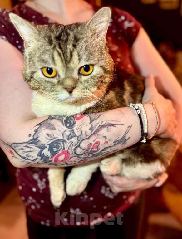 Кошки в Москве: Котик Бараш в добрые руки Мальчик, Бесплатно - фото 4