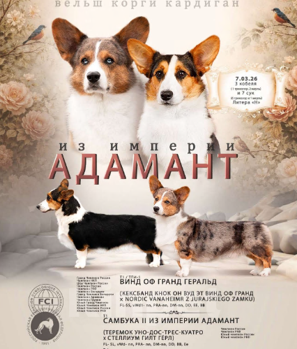 Собаки в Чехове: Щенки кардигана РКФ Девочка, Бесплатно - фото 4