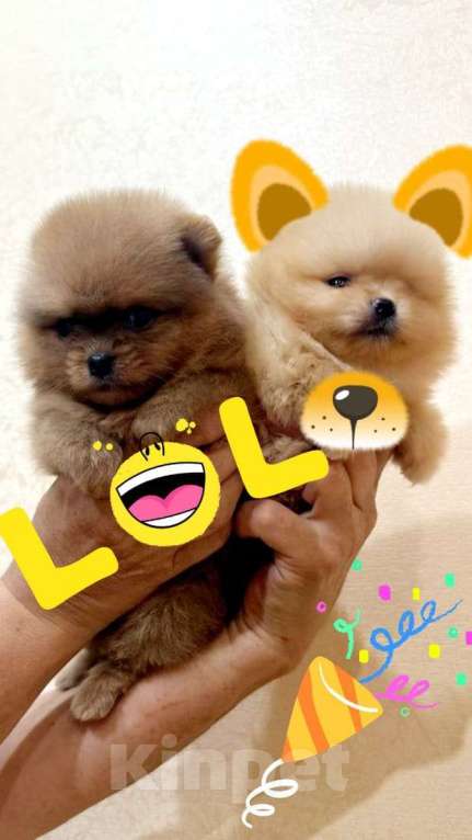 Собаки в Москве: Шпиц Девочка, 30 000 руб. - фото 3