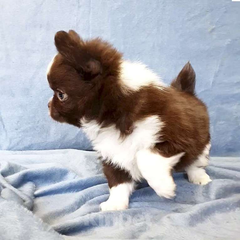 Собаки в Зеленограде: Чихуахуа мальчик длинношерстный Мальчик, 35 000 руб. - фото 2