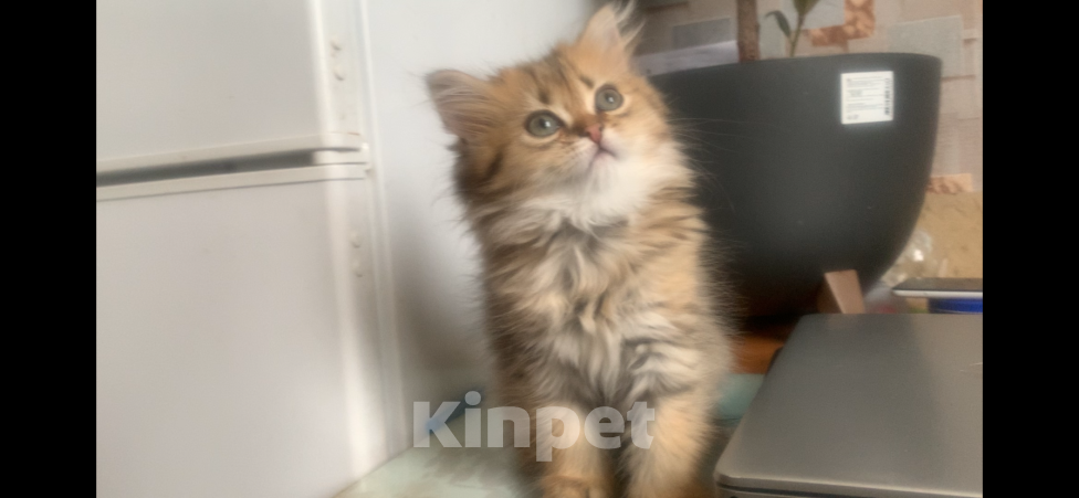 Кошки в Москве: Шотландская Highland stright Девочка, 40 000 руб. - фото 1