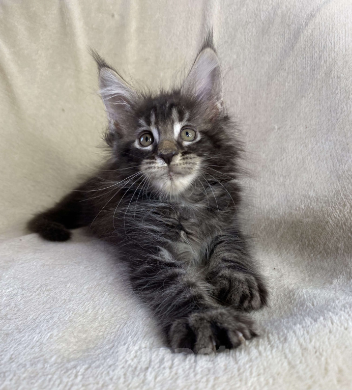 Кошки в Дмитрове: Черный мраморный мальчик мейн кун Мальчик, 40 000 руб. - фото 2