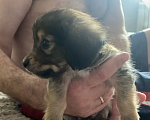 Собаки в Химках: Маленький щенок в добрые руки  Мальчик, 100 руб. - фото 4
