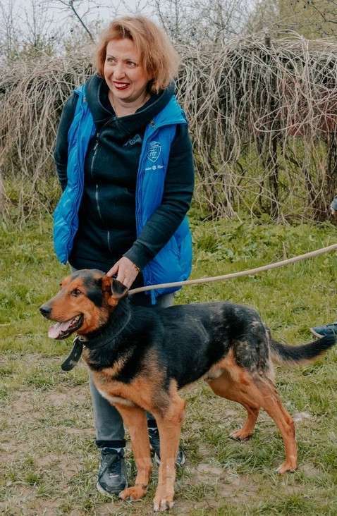 Собаки в Москве: Пёс-компаньон Марс после спасения ищет дом Мальчик, Бесплатно - фото 4