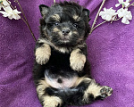 Собаки в Москве: Йорк бэби фейс мальчик чёрный стандарт Мальчик, 50 000 руб. - фото 5