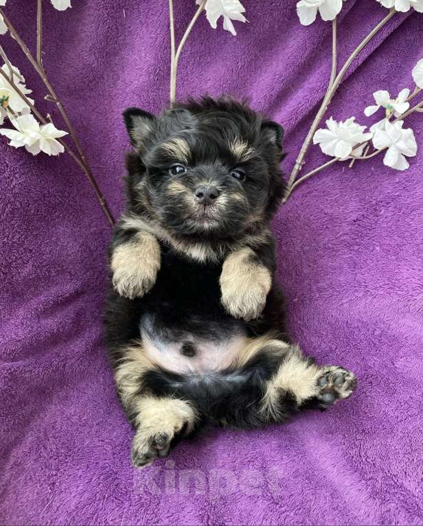 Собаки в Москве: Йорк бэби фейс мальчик чёрный стандарт Мальчик, 50 000 руб. - фото 5