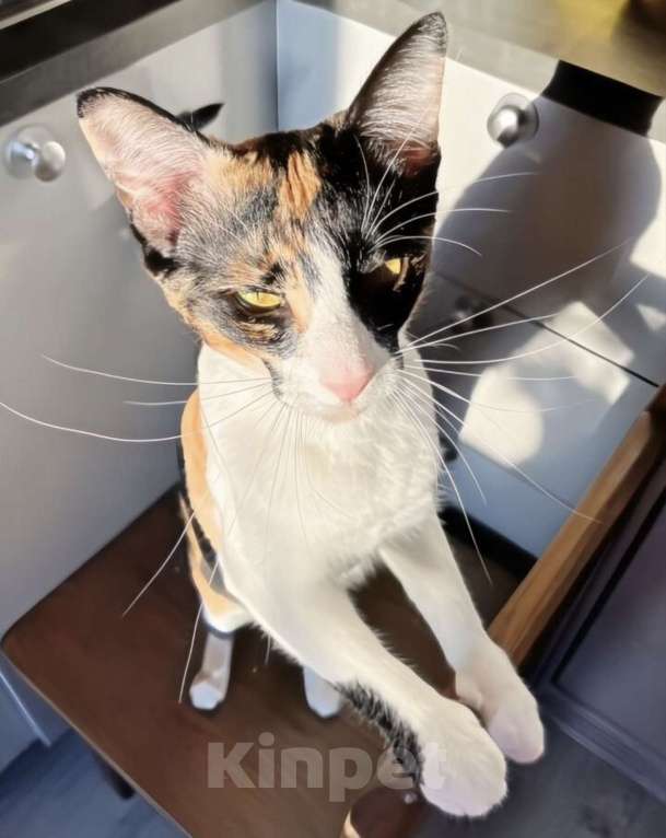 Кошки в Москве: Метис ориентал девочка Девочка, Бесплатно - фото 2