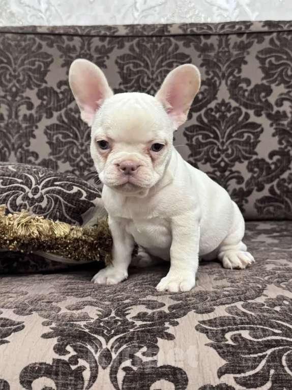 Собаки в Москве: Французский бульдог девочка Девочка, 45 000 руб. - фото 3