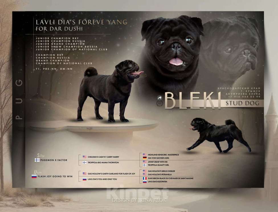 Собаки в Москве: Титулованный кобель Мальчик, 150 000 руб. - фото 1