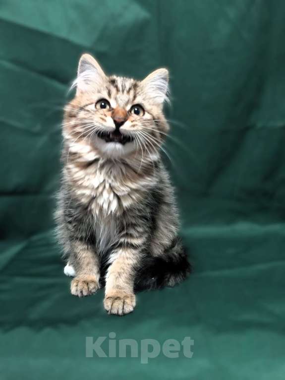 Кошки в Санкт-Петербурге: Сибирские котята Мальчик, 45 000 руб. - фото 8