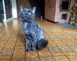 Кошки в Кубинке: Разговорчивый Кузя, кото-пёс Мальчик, Бесплатно - фото 7