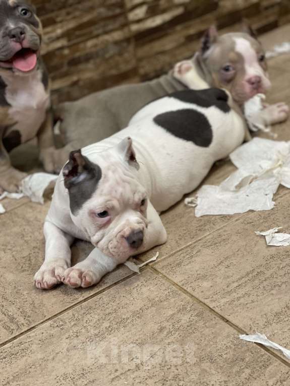 Собаки в Санкт-Петербурге: Красивый малыш Мальчик, Бесплатно - фото 2