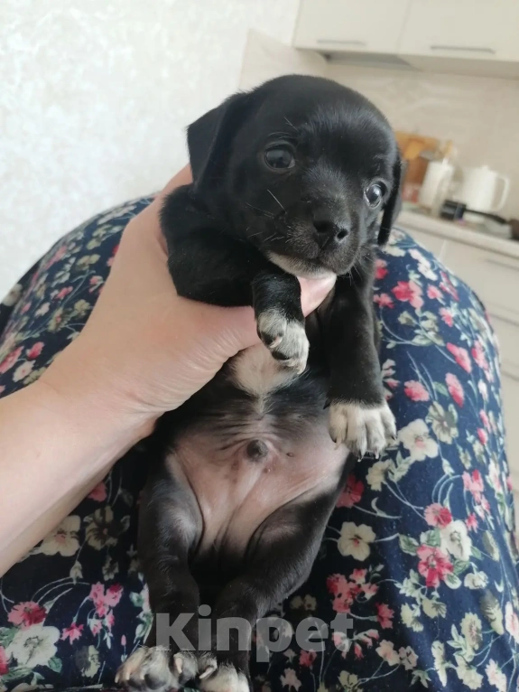 Собаки в Вологде: отдаю щенка Мальчик, Бесплатно - фото 3