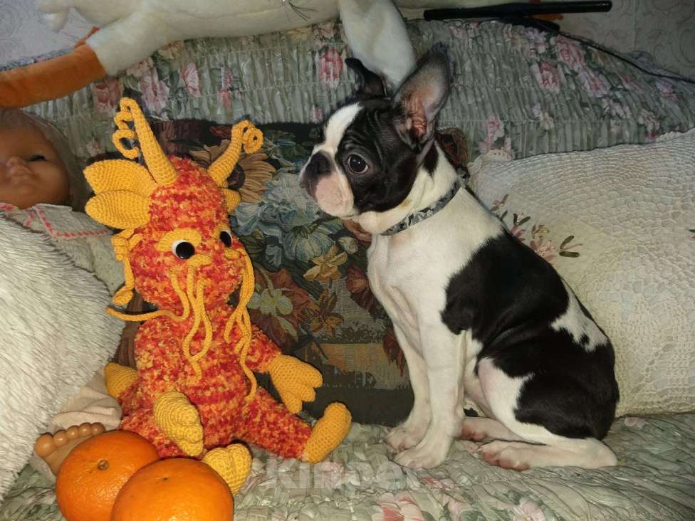 Собаки в Пскове: Бостон терьер, девочки Девочка, 50 000 руб. - фото 7