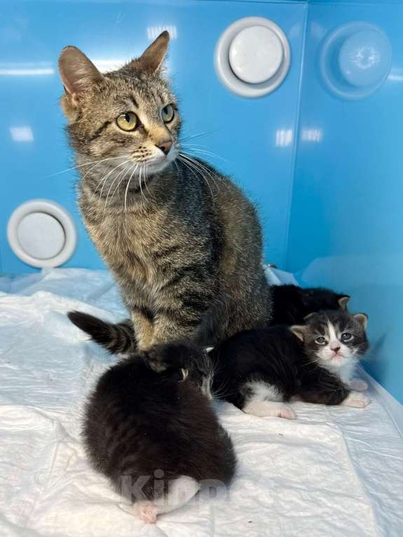 Кошки в Санкт-Петербурге: Предварительное бронирование малышей Мальчик, Бесплатно - фото 6
