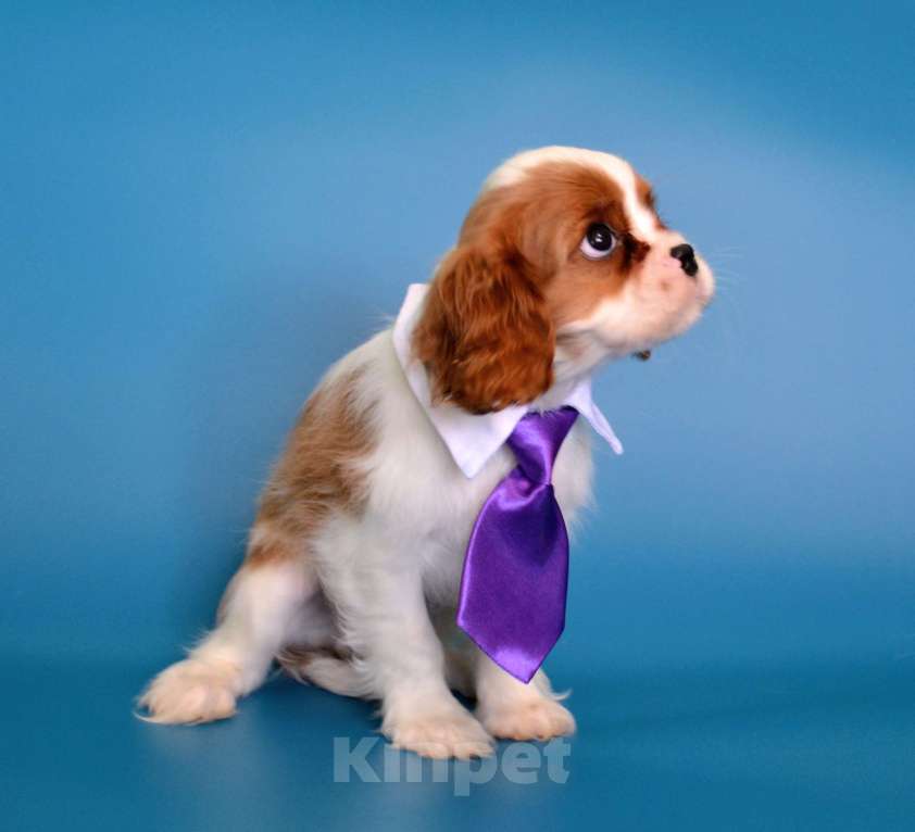 Собаки в Куровском: Мальчик бленхейм Мальчик, 60 000 руб. - фото 3