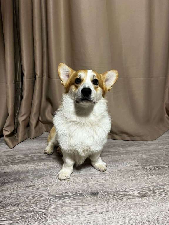 Собаки в Краснодаре: Вельш корги пемброк, кобель шоу класса Мальчик, 35 000 руб. - фото 3