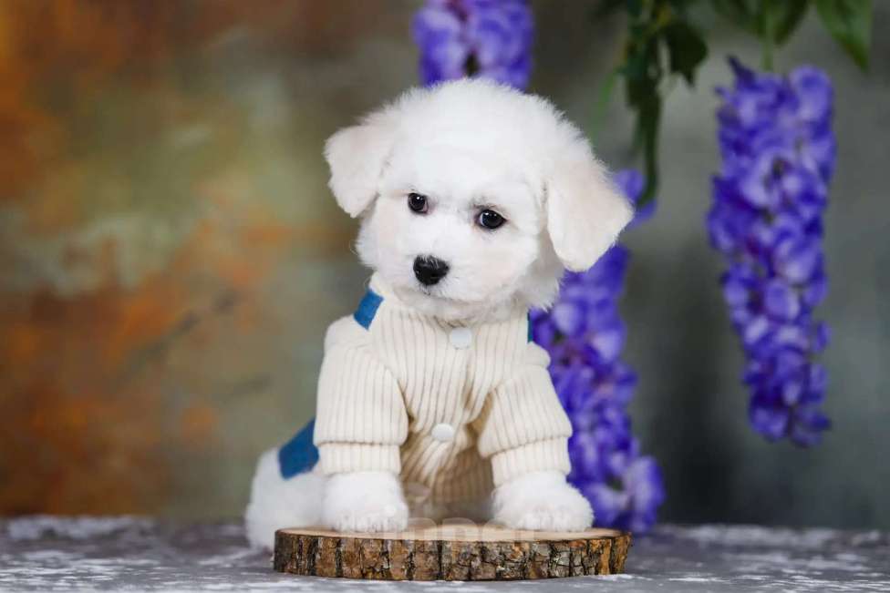 Собаки в Новосибирске: Мальчик. Бишон Фризе. Мальчик, 110 000 руб. - фото 4