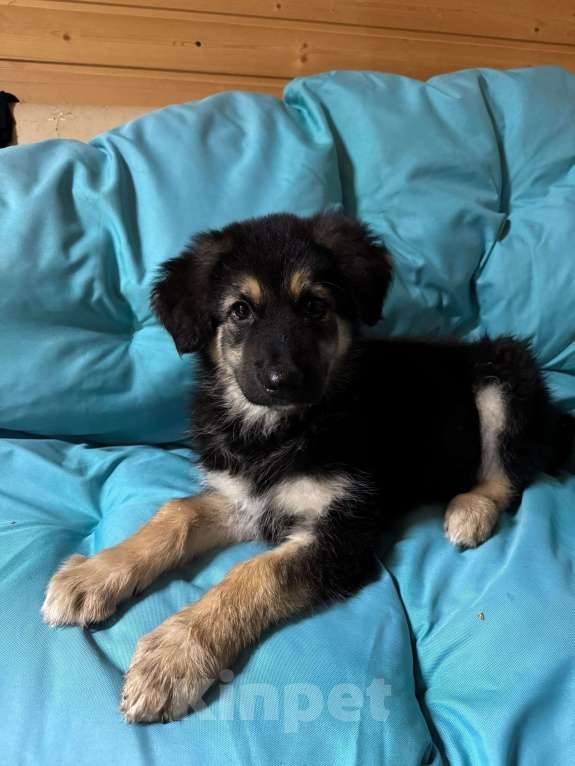 Собаки в Пушкино: Щенок девочка ищет дом! Девочка, Бесплатно - фото 7