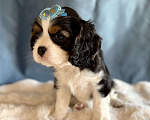 Собаки в Москве: Мальчик кавалер кинг чарльз спаниель Мальчик, 70 000 руб. - фото 2