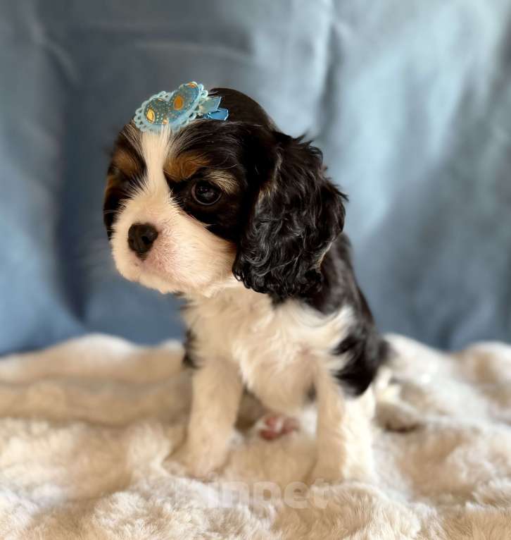Собаки в Москве: Мальчик кавалер кинг чарльз спаниель Мальчик, 70 000 руб. - фото 2