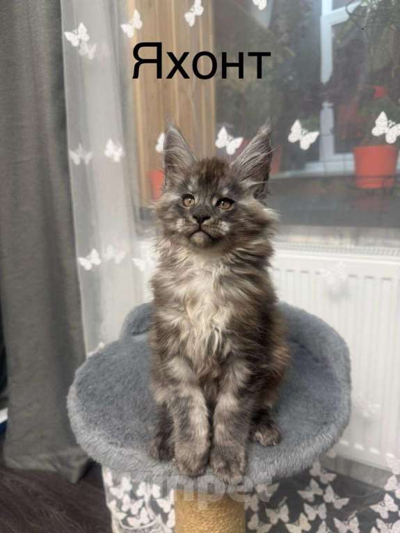 Кошки в Череповце: Чистопородный Мейн Кун Мальчик, 45 000 руб. - фото 4